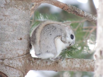 Ezo Momonga- Flying Squirrel